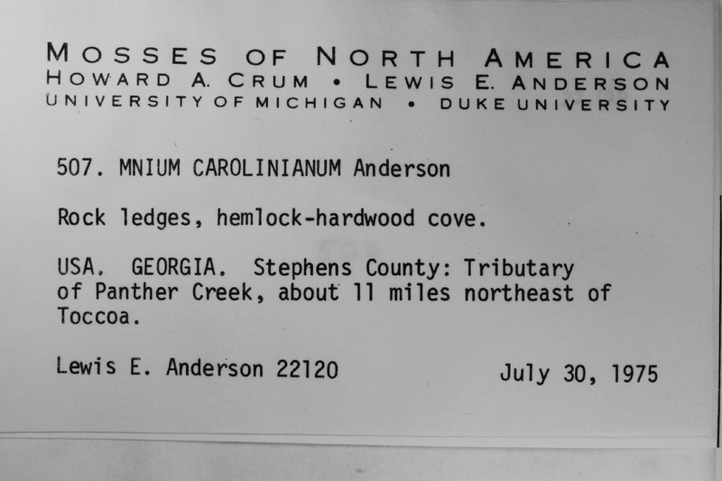 Carolina Plagiomnium Moss