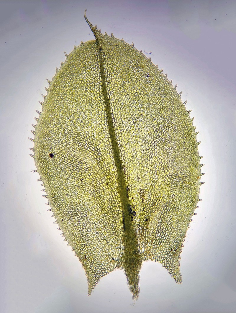 Plagiomnium Moss