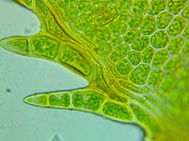 Plagiomnium Moss photo 2