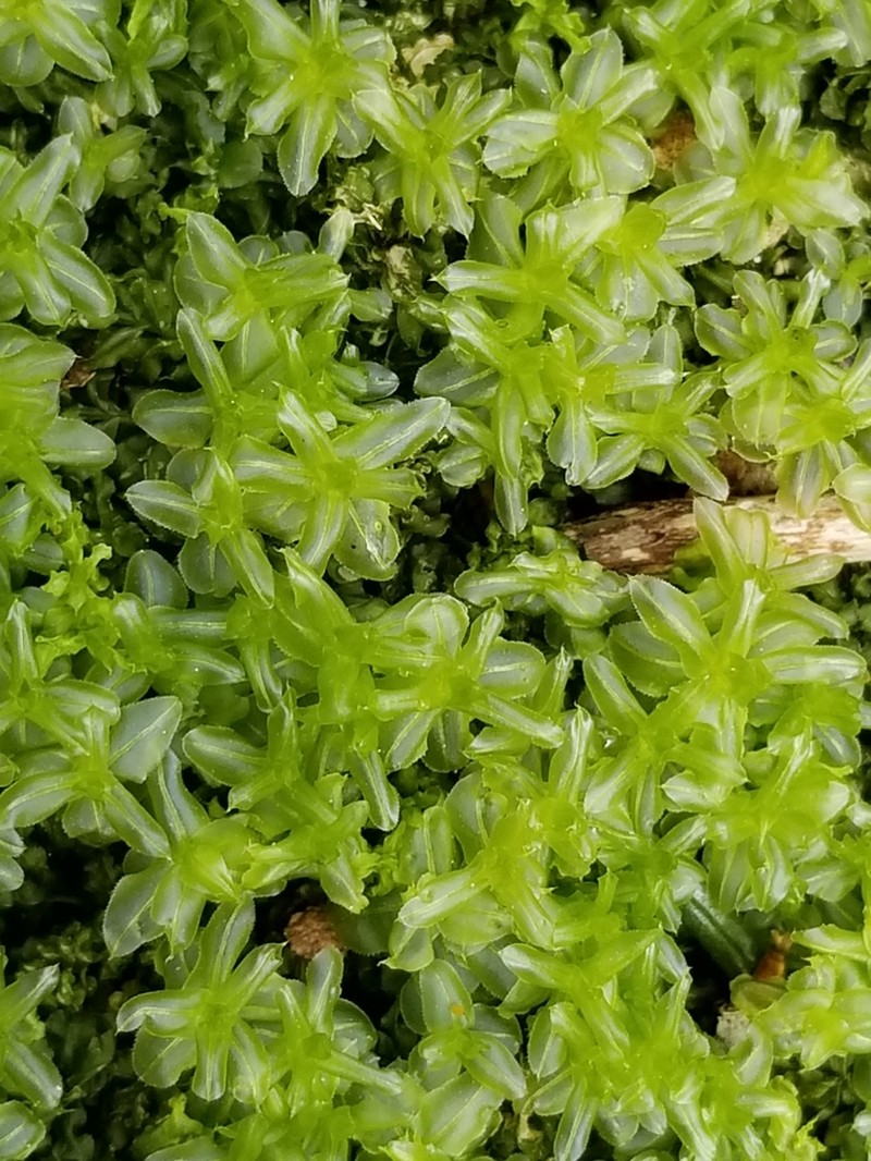 Plagiomnium Moss photo 3