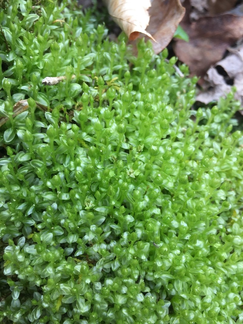 Plagiomnium Moss photo 4