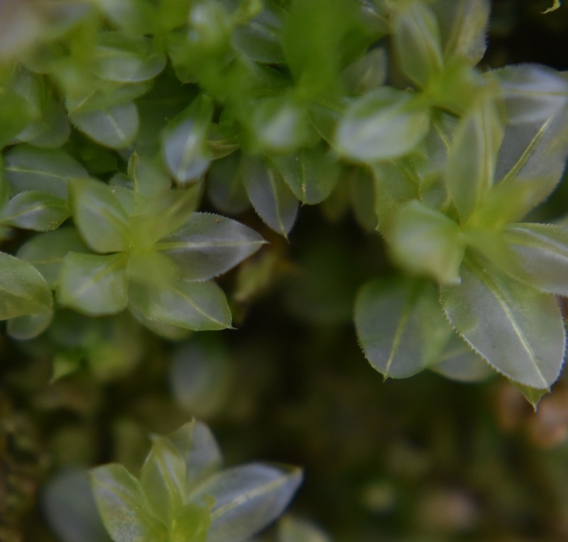 Plagiomnium Moss photo 5