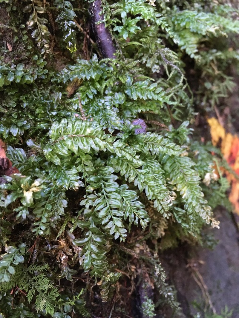 Plagiomnium Moss photo 6