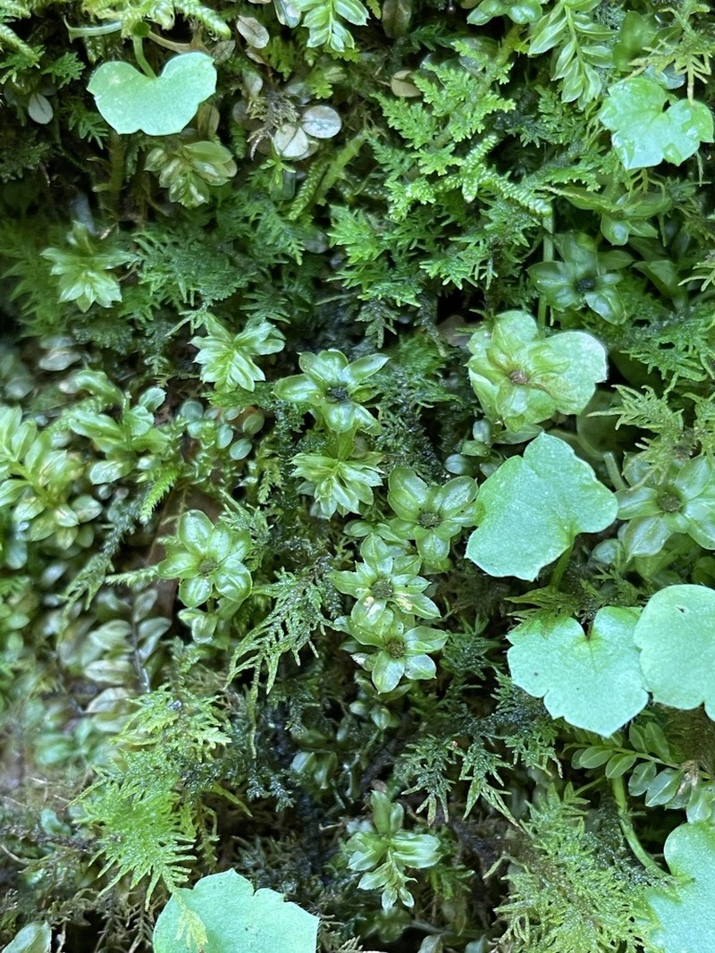 Plagiomnium Moss photo 7