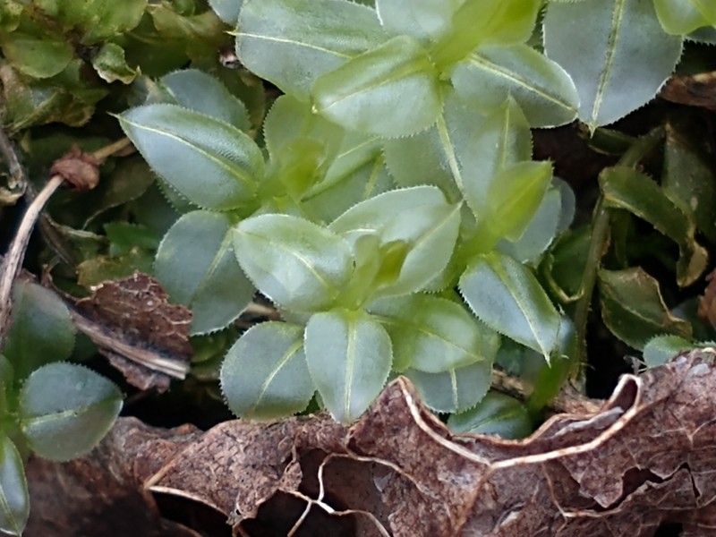 Plagiomnium Moss photo 8
