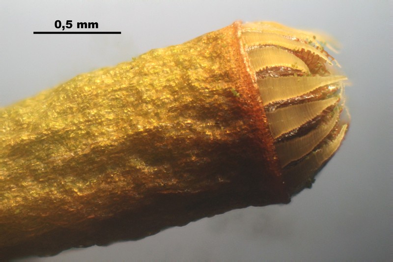 Toothed Plagiomnium Moss photo 2