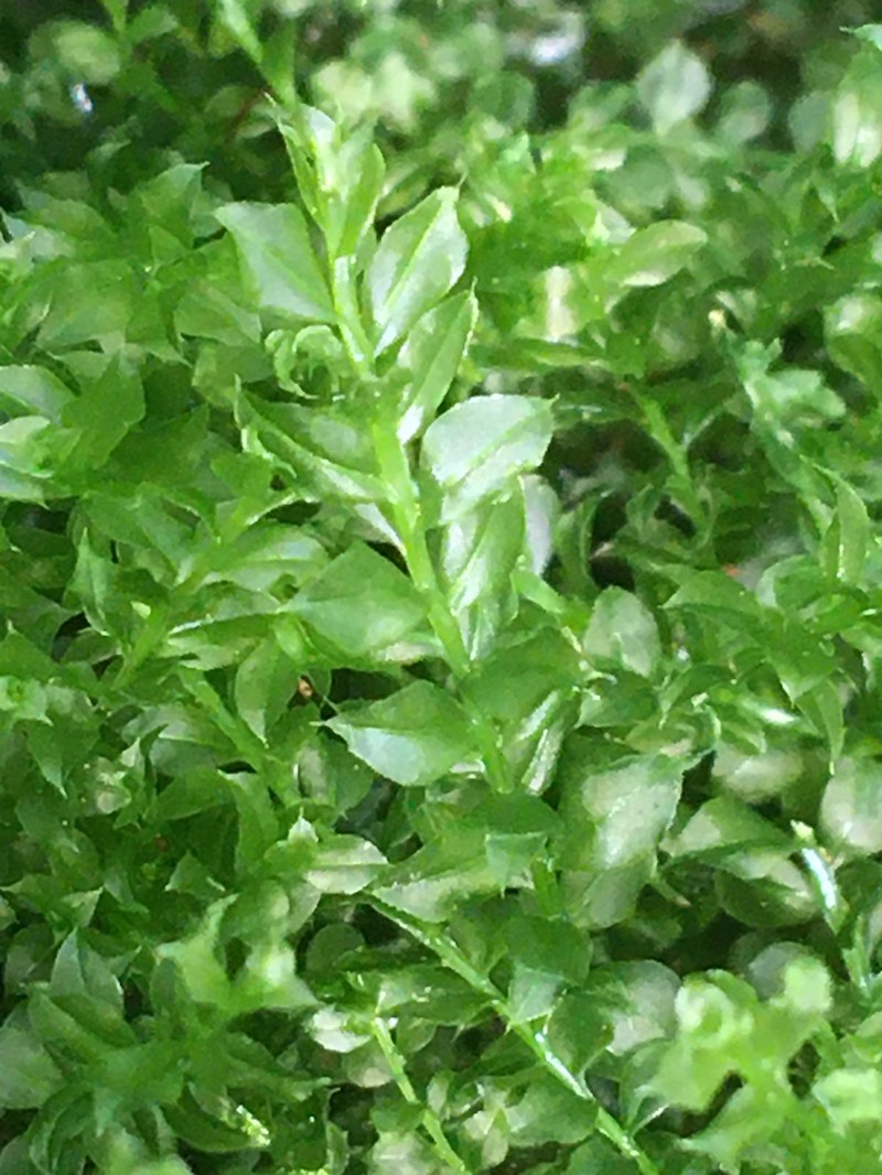 Toothed Plagiomnium Moss