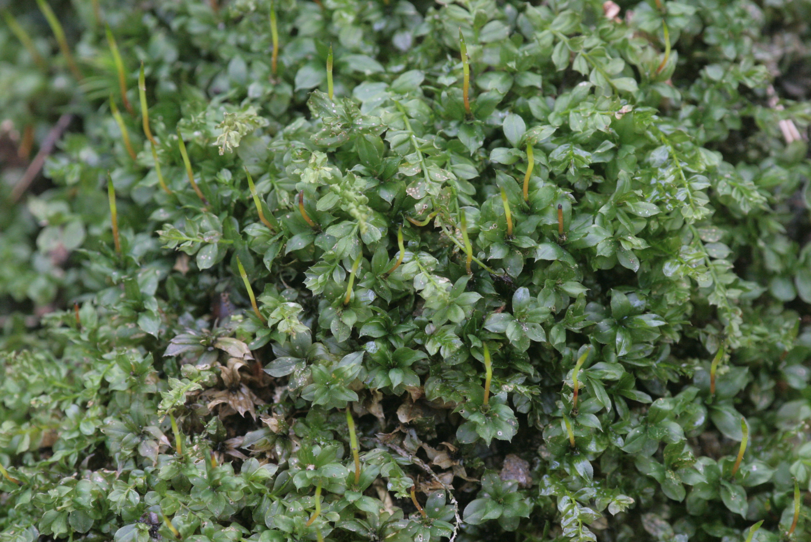 Toothed Plagiomnium Moss photo 5