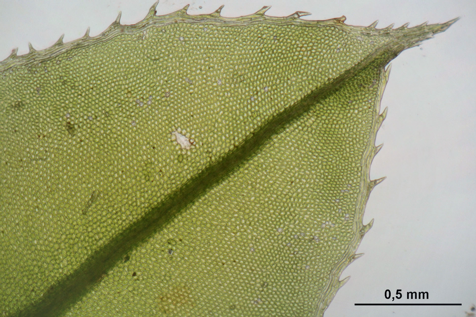 Toothed Plagiomnium Moss photo 6