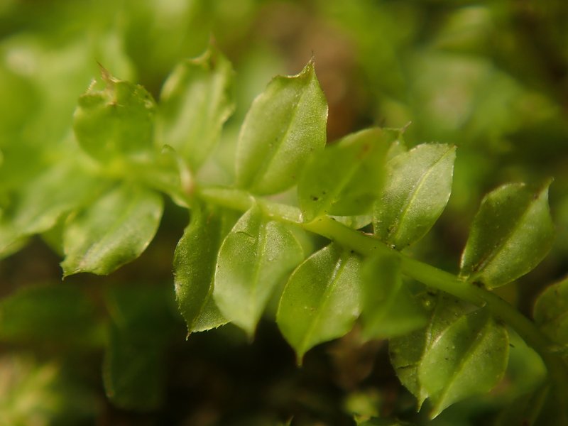 Toothed Plagiomnium Moss photo 7