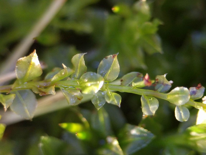 Toothed Plagiomnium Moss photo 3
