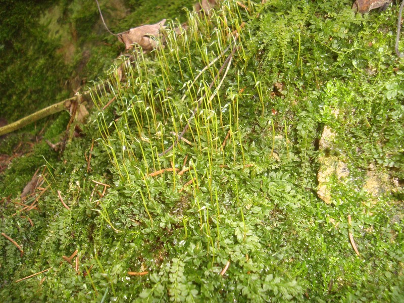 Toothed Plagiomnium Moss photo 4