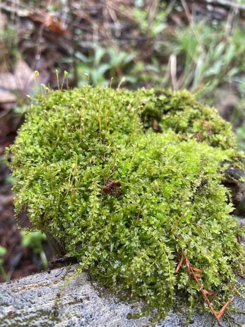 Toothed Plagiomnium Moss photo 7