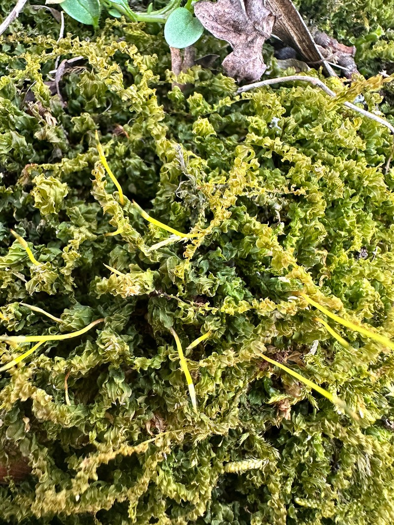 Toothed Plagiomnium Moss photo 8