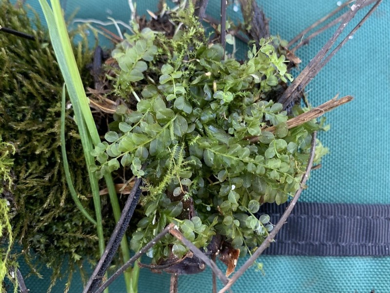 Drummond's Plagiomnium Moss