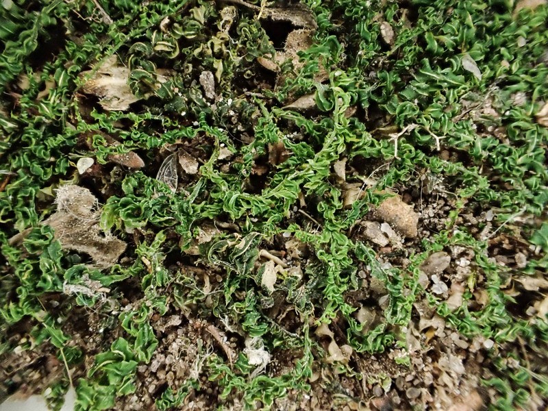 Drummond's Plagiomnium Moss photo 4