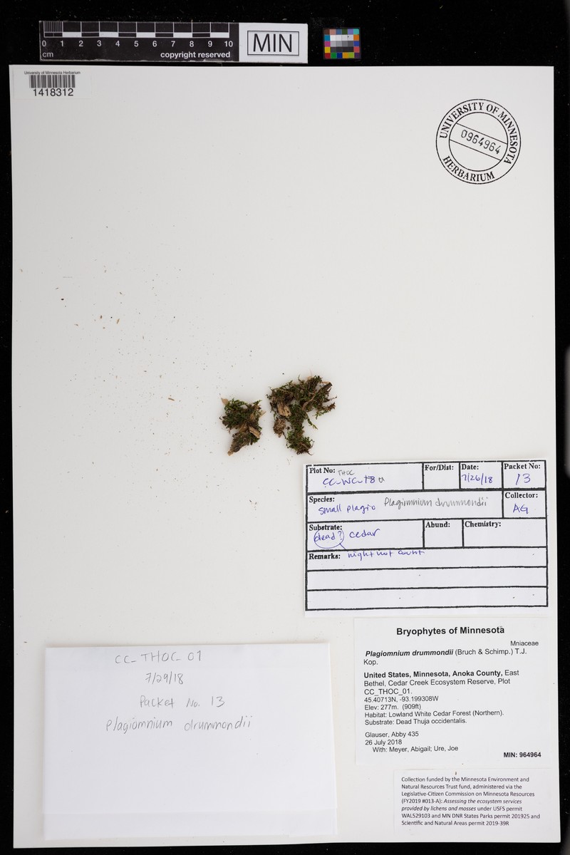 Drummond's Plagiomnium Moss photo 5