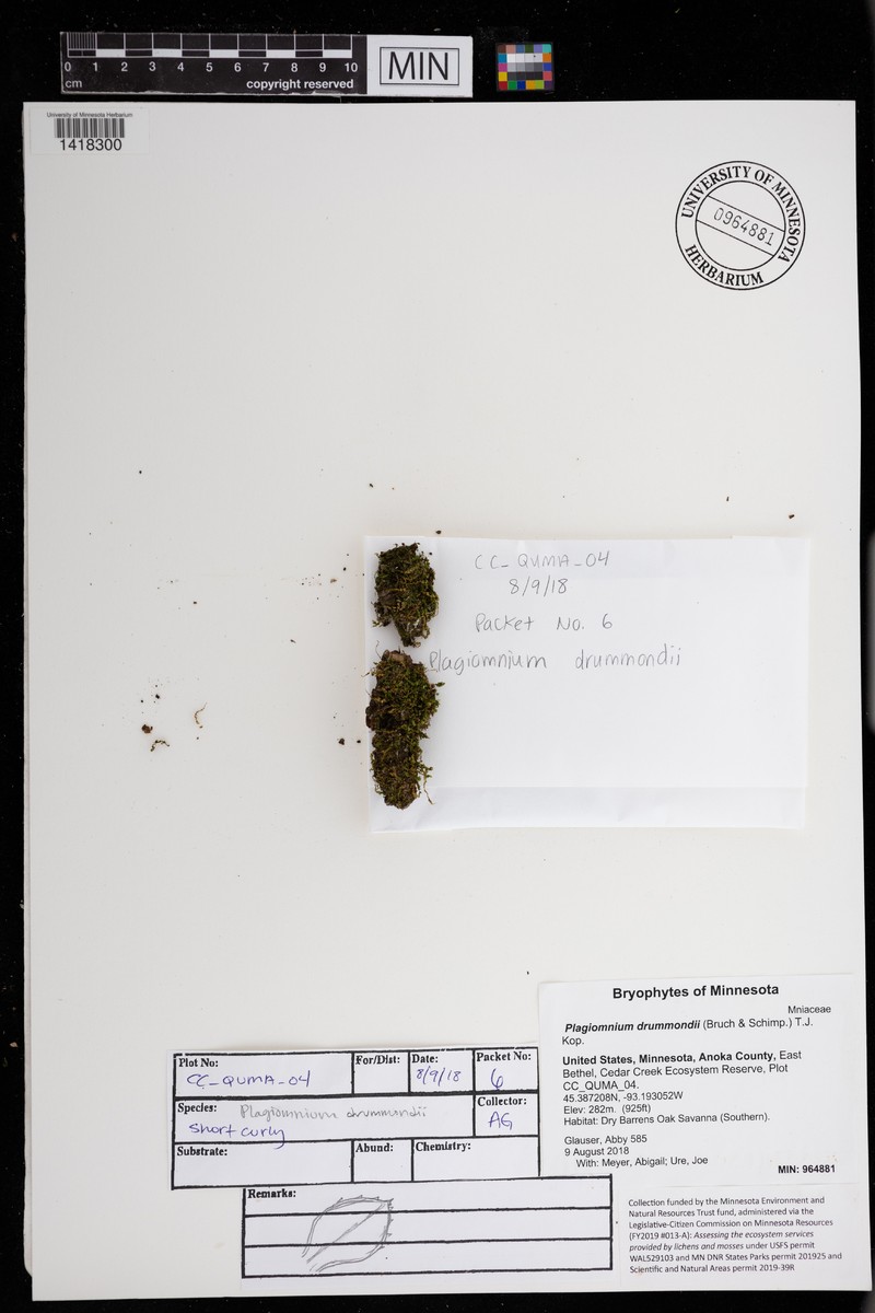 Drummond's Plagiomnium Moss photo 6