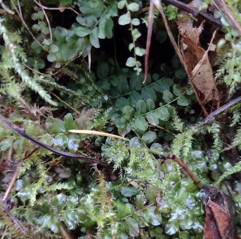 Elliptic Plagiomnium Moss