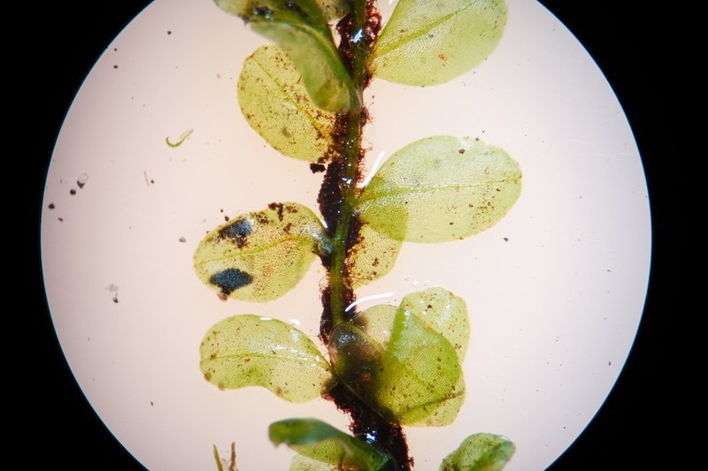 Elliptic Plagiomnium Moss photo 2