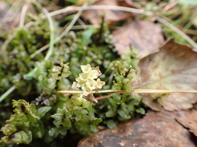 Elliptic Plagiomnium Moss photo 3