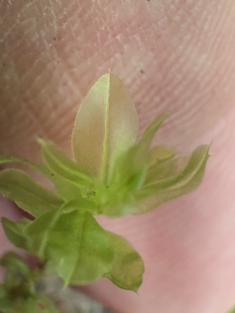 Elliptic Plagiomnium Moss photo 4