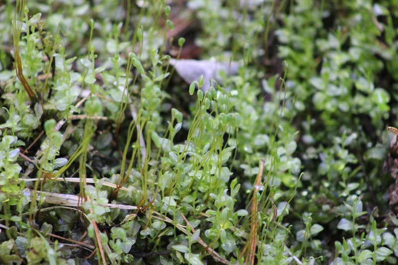 Elliptic Plagiomnium Moss photo 5