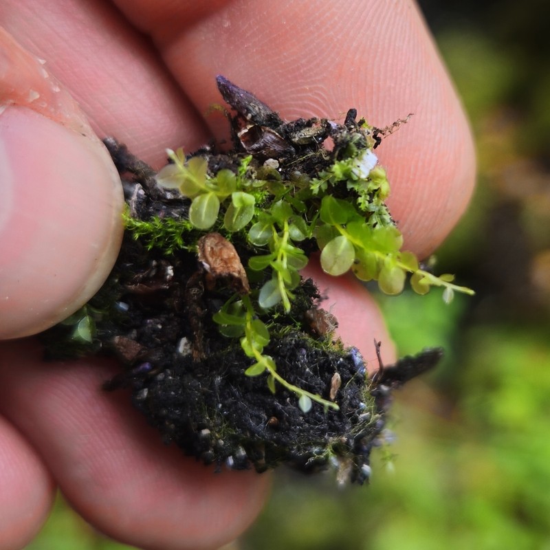 Elliptic Plagiomnium Moss photo 6