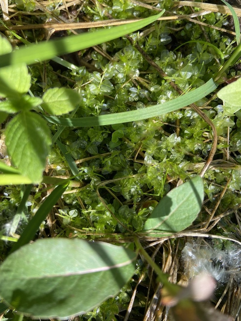 Elliptic Plagiomnium Moss photo 7