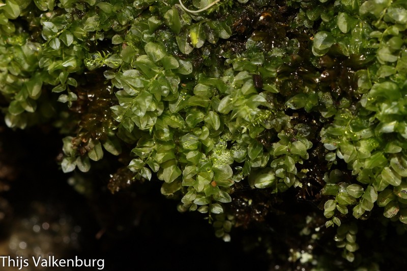 Elliptic Plagiomnium Moss photo 8