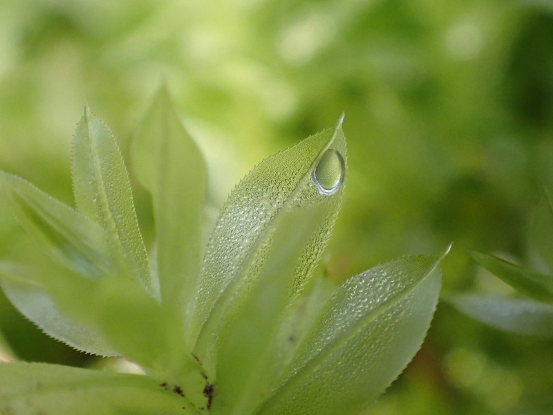 Plagiomnium Moss photo 2