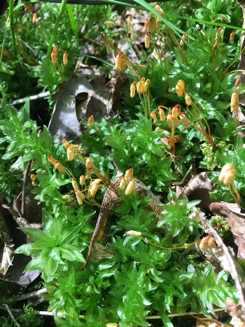 Plagiomnium Moss photo 3