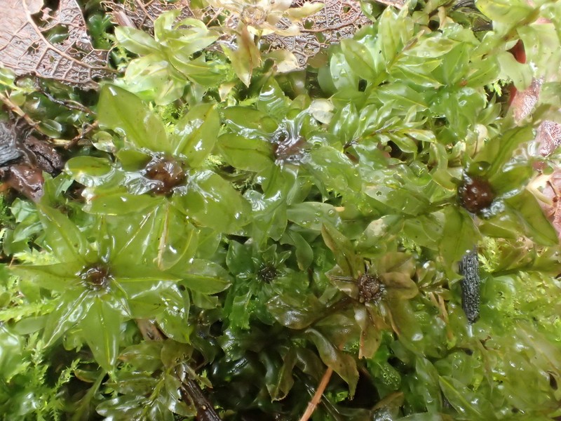 Plagiomnium Moss photo 4