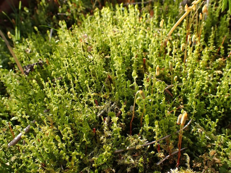 Plagiomnium Moss photo 5
