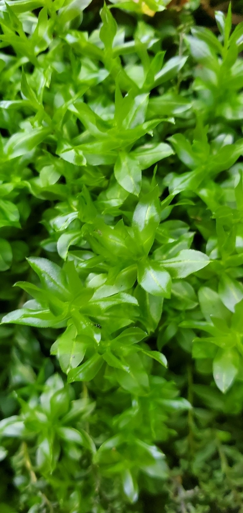Plagiomnium Moss photo 6
