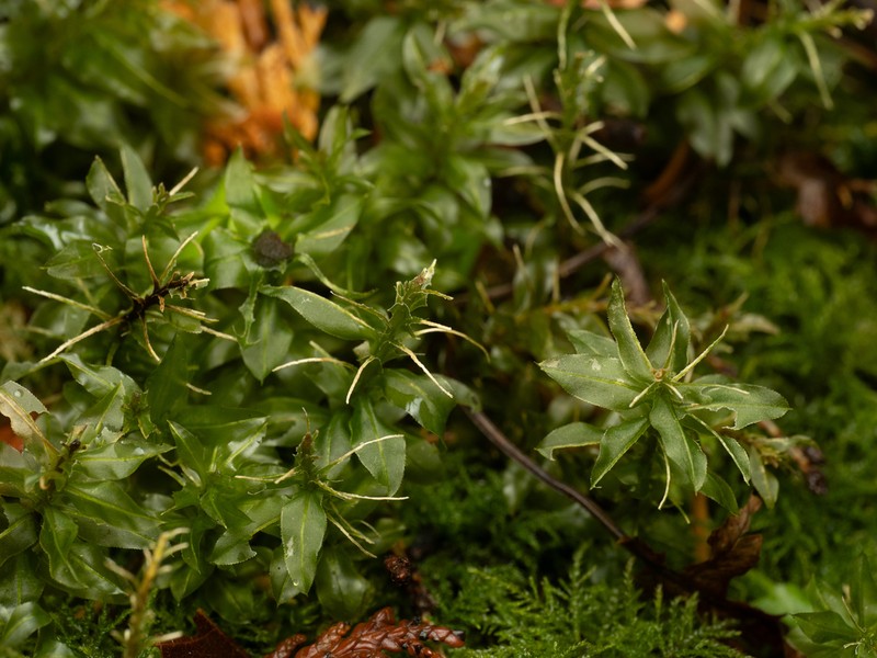 Plagiomnium Moss photo 7