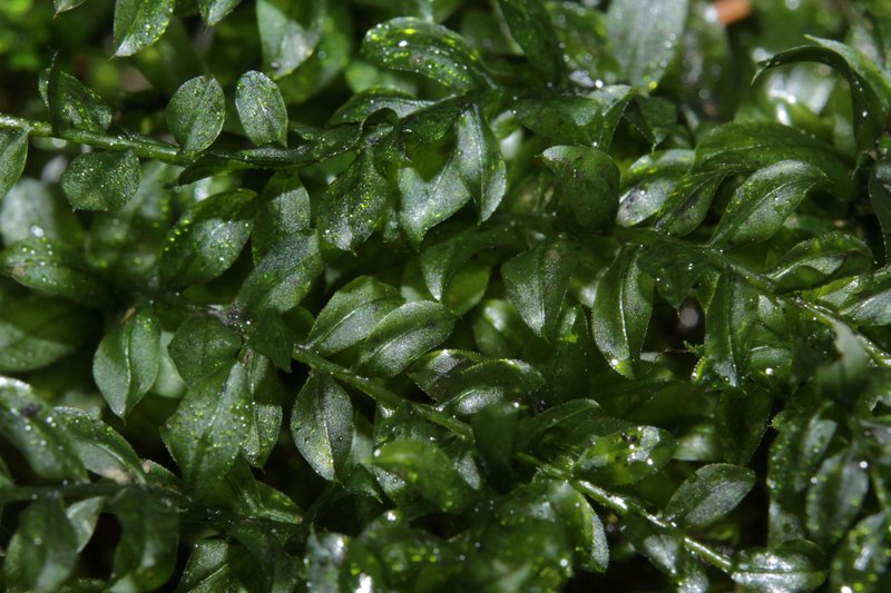 Intermediate Plagiomnium Moss