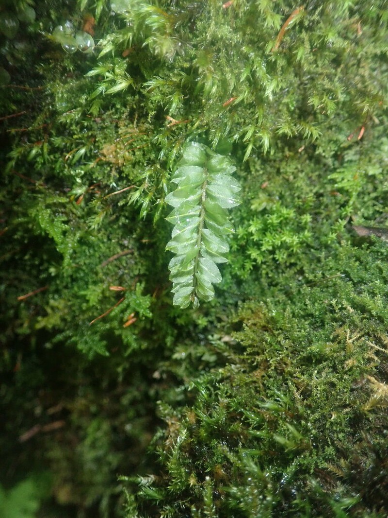 Intermediate Plagiomnium Moss photo 2