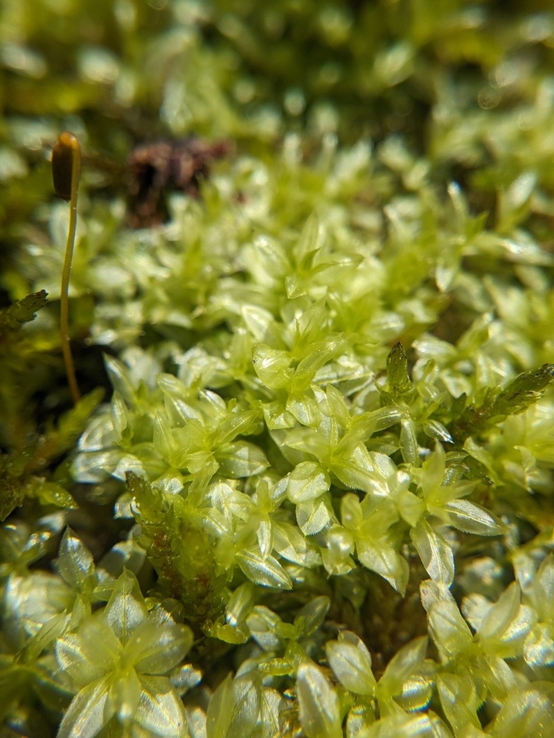 Intermediate Plagiomnium Moss photo 3