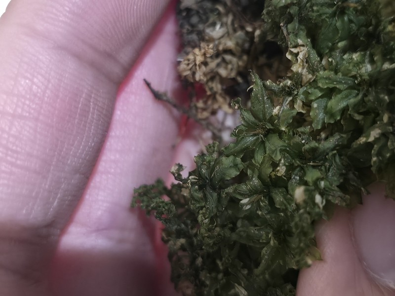 Intermediate Plagiomnium Moss photo 4