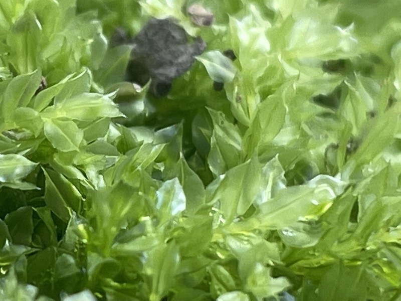 Intermediate Plagiomnium Moss photo 5
