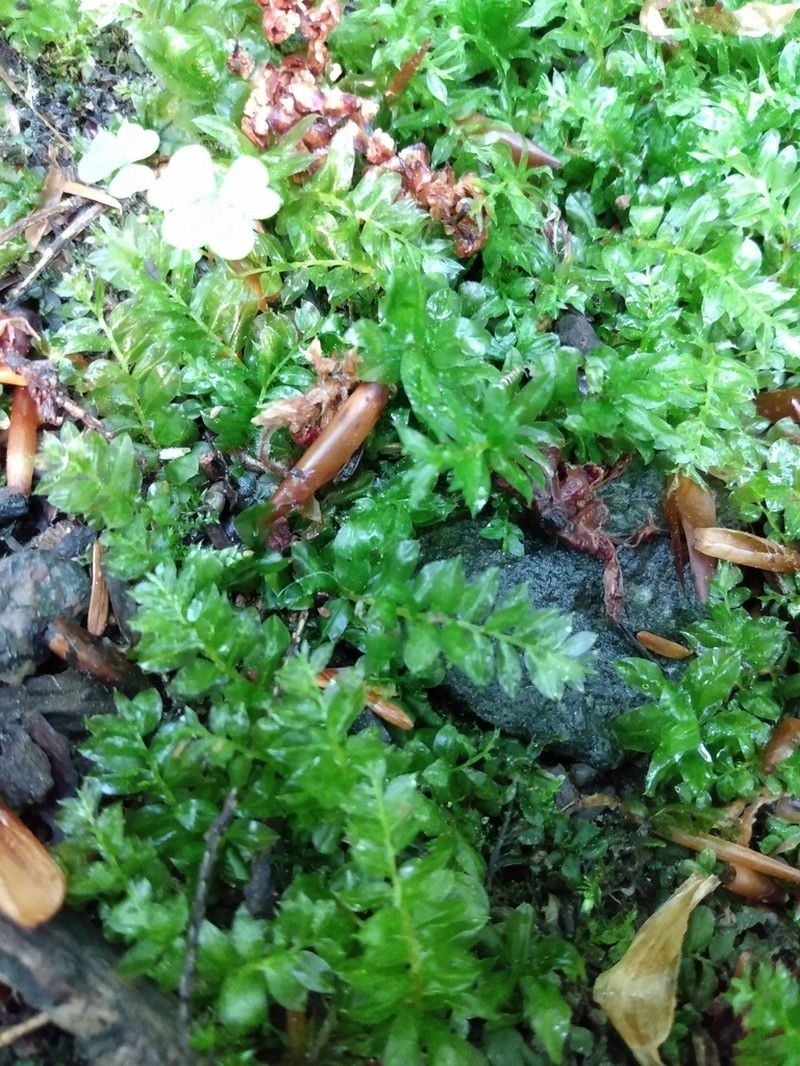Intermediate Plagiomnium Moss photo 6