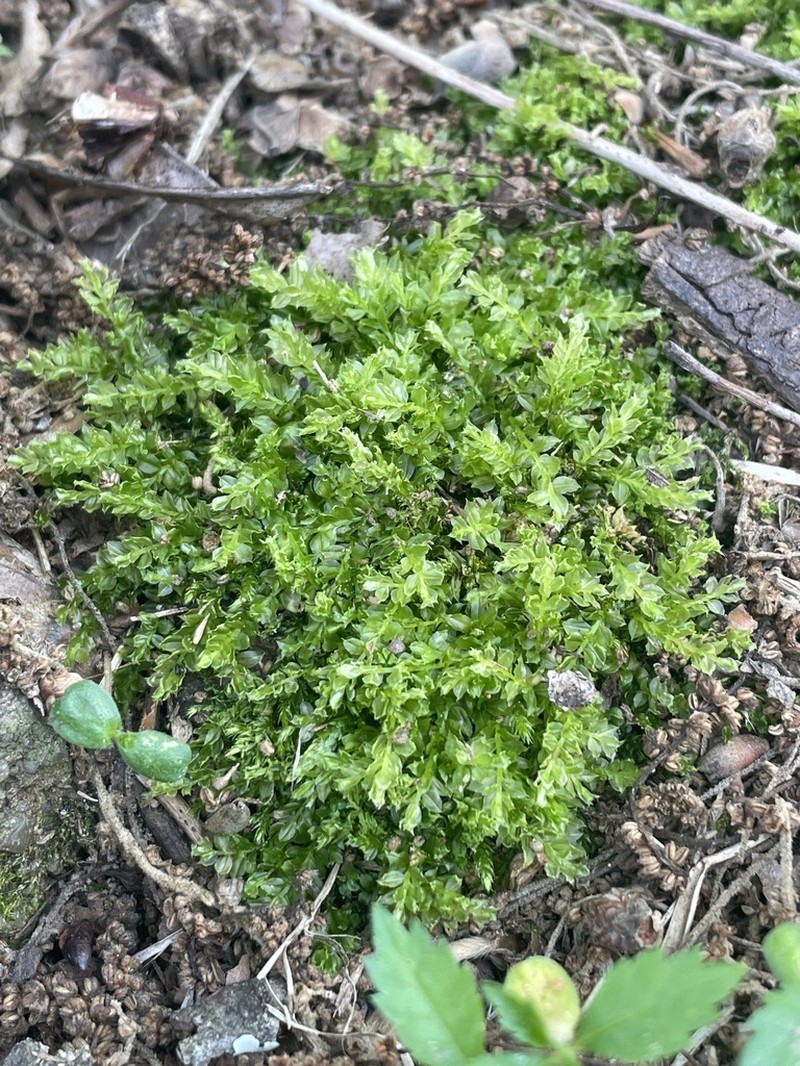Intermediate Plagiomnium Moss photo 7
