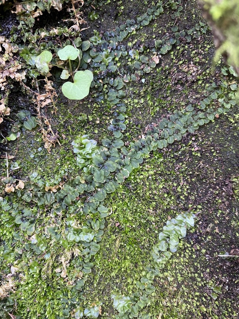 Plagiomnium Moss