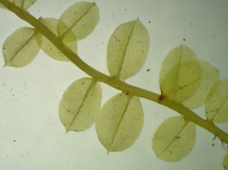 Plagiomnium Moss photo 2