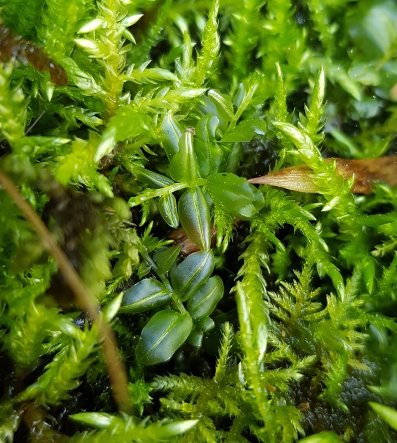Plagiomnium Moss photo 3