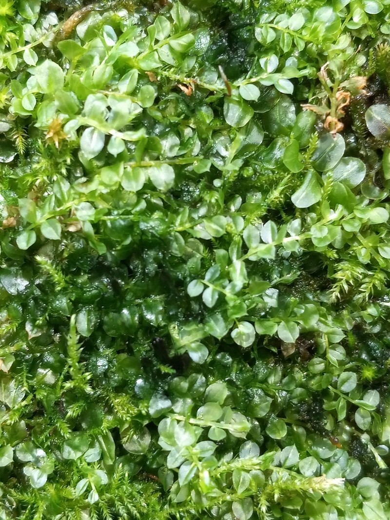 Plagiomnium Moss photo 4