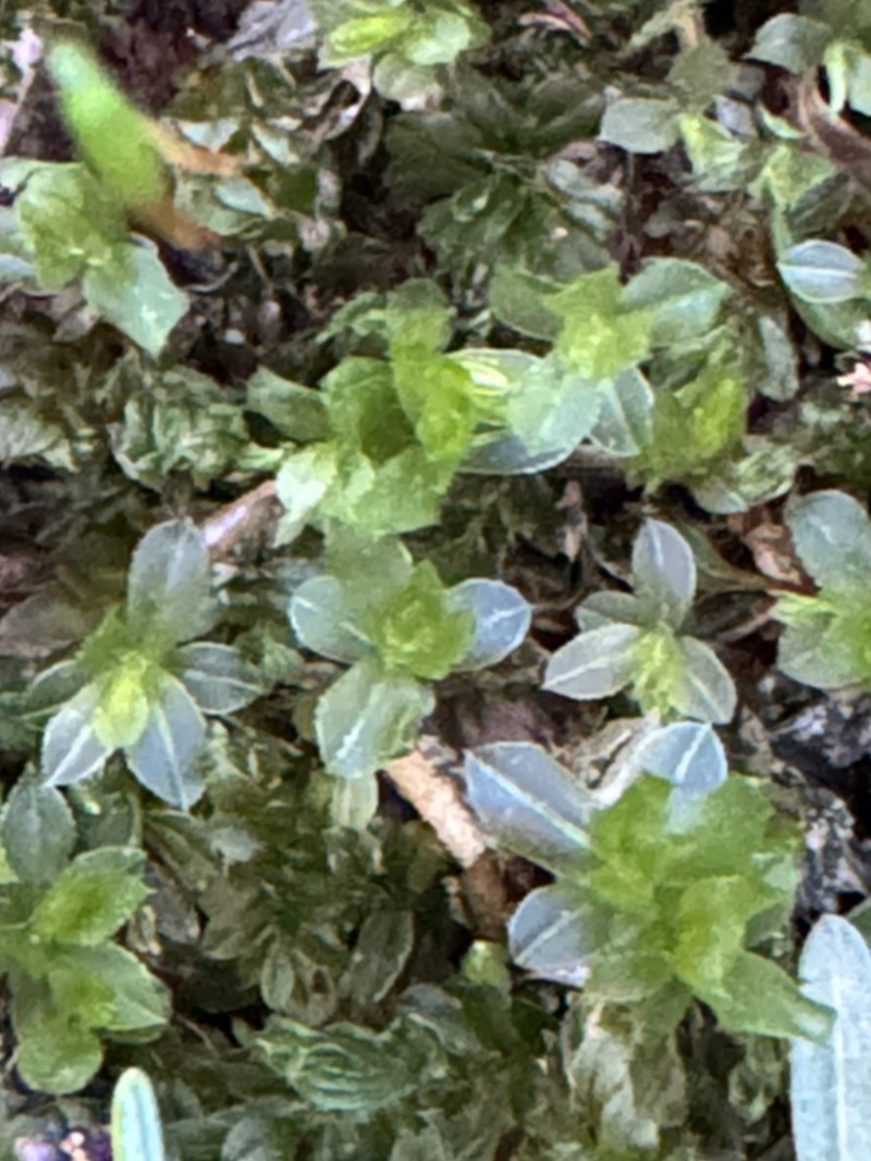 Plagiomnium Moss photo 5