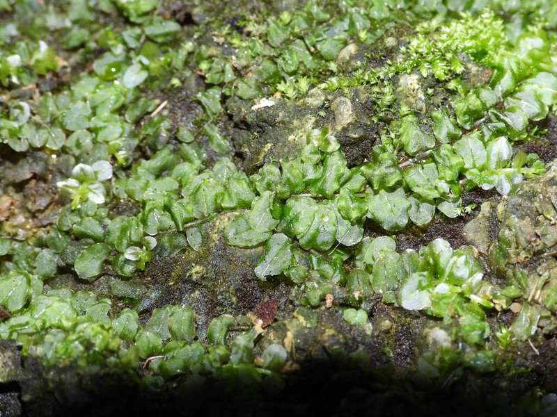Plagiomnium Moss photo 6