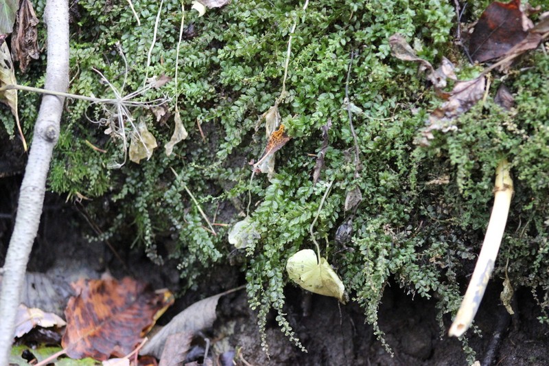 Plagiomnium Moss photo 7
